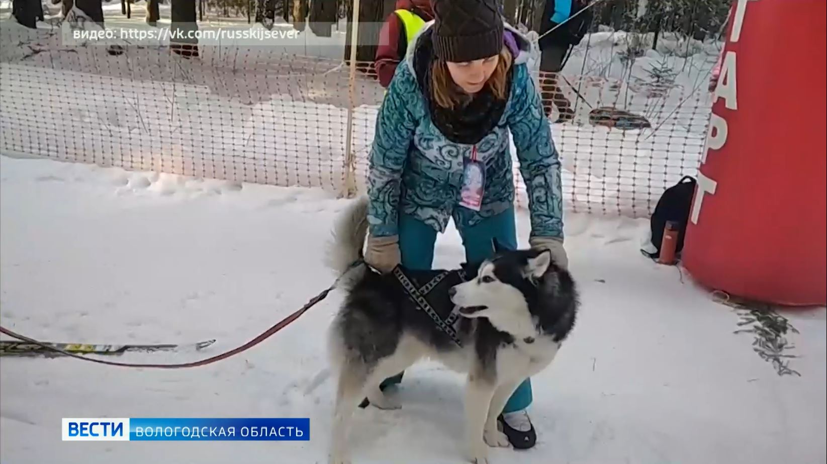 Клыкастые бегуны: гонки на собачьих упряжках прошли в Тотемском районе